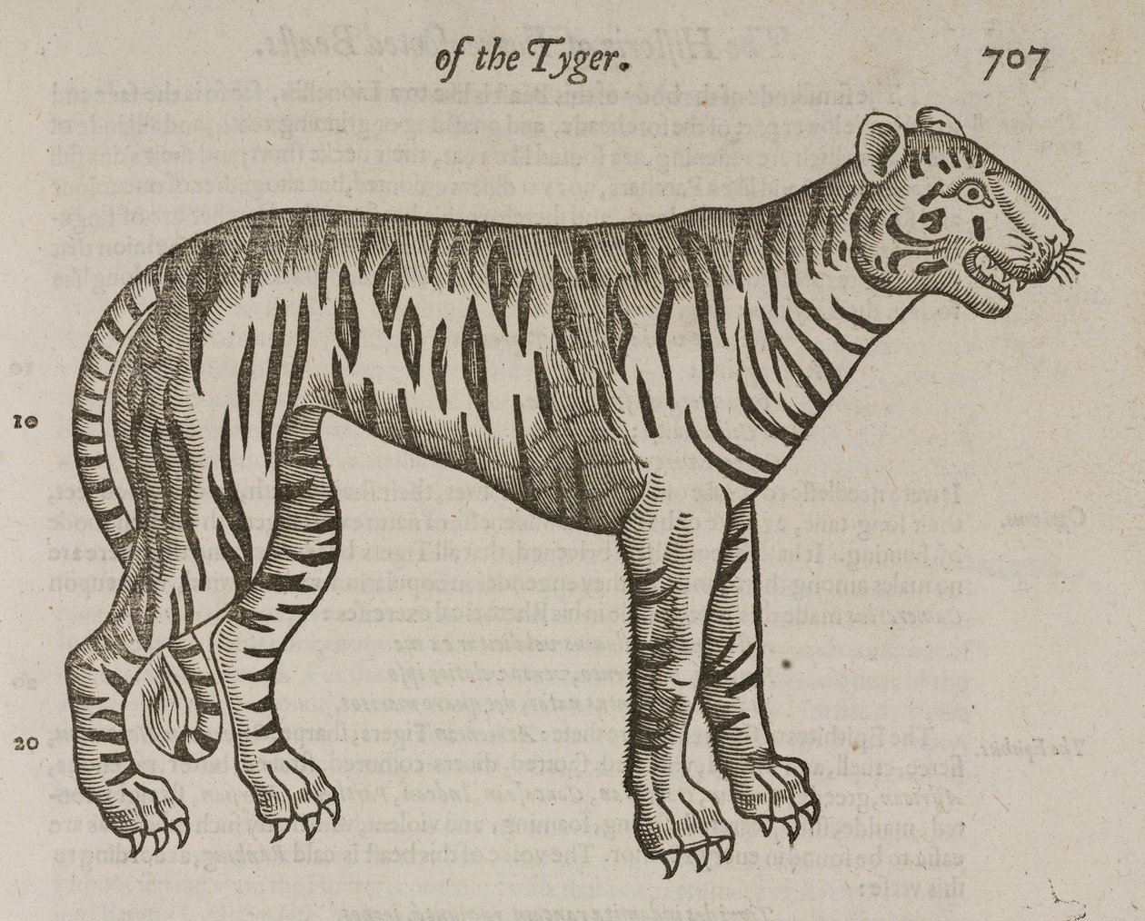 Le Tigre - John Pardon