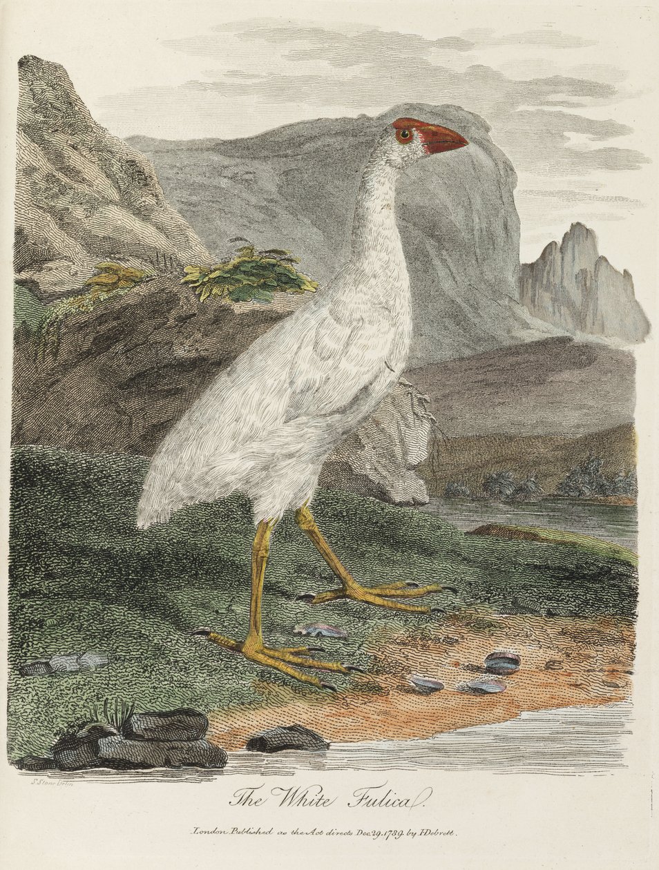 La Foulque blanche - John Pardon