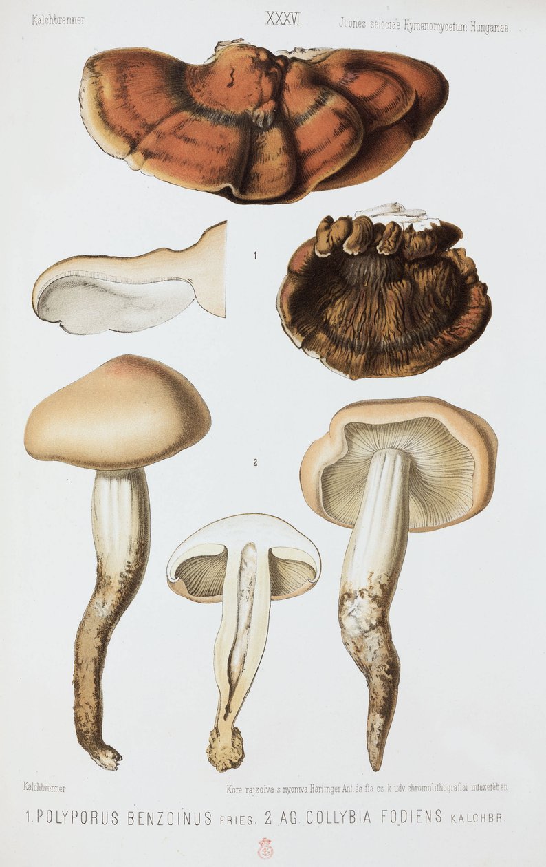 Deux types de champignons, vers 1874 - John Pardon