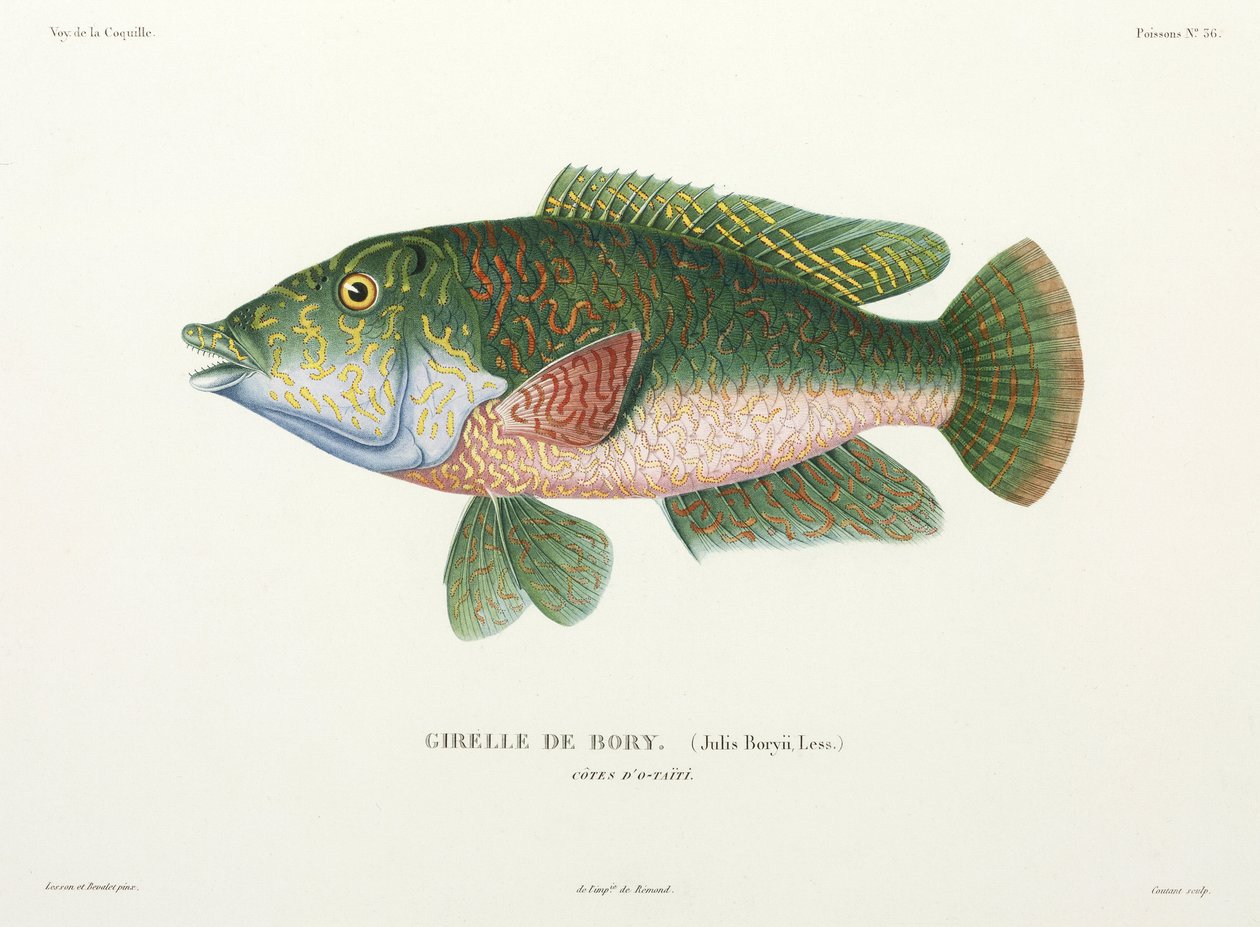 Type de labre, Tahiti - John Pardon