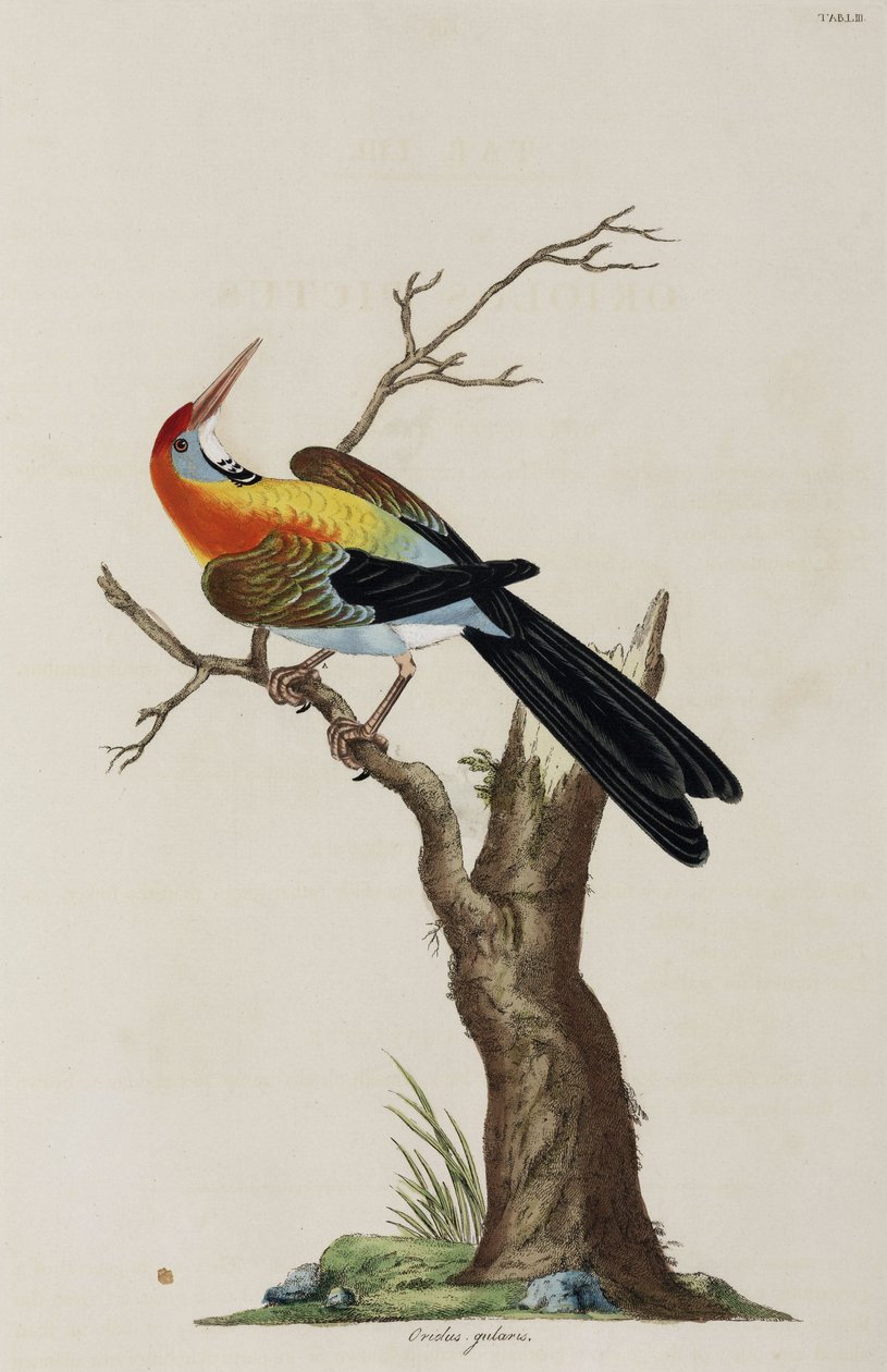 Oriole | John Pardon | Estampe d'art