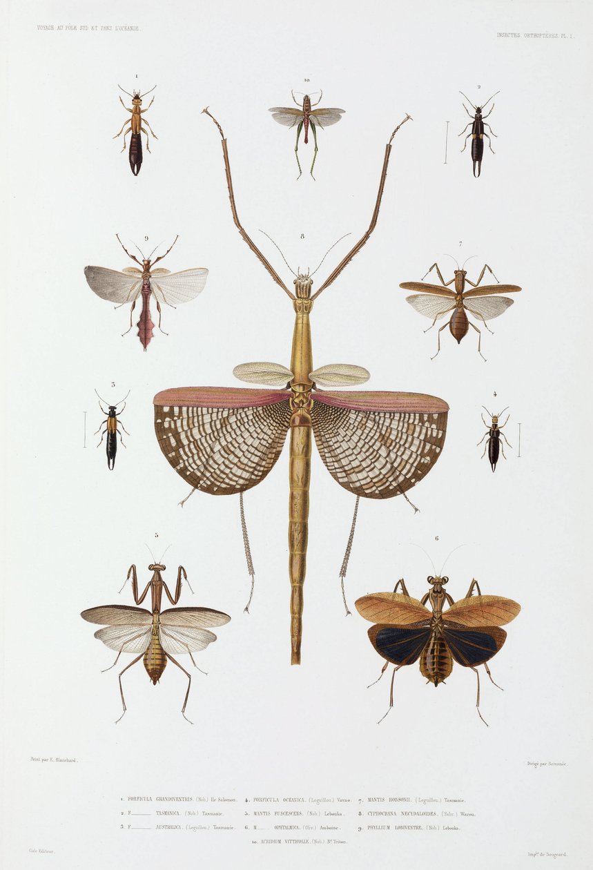 Types d'insectes, Australie, Îles Salomon et Indonésie