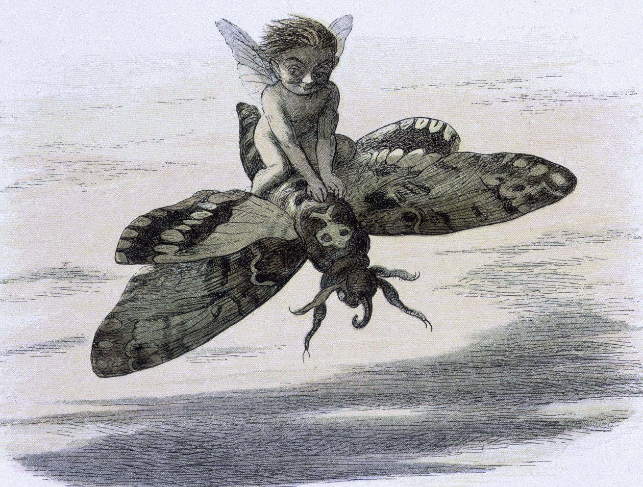 Un elfe chevauchant un papillon. Illustration de Richard Doyle tirée de "In Fairy land. A series of pictures from the elf - world" accompagnée d