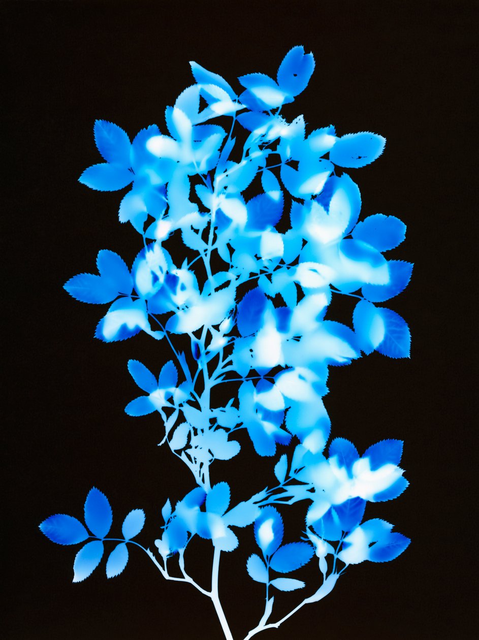 Sans titre, 2008 - Richard Green