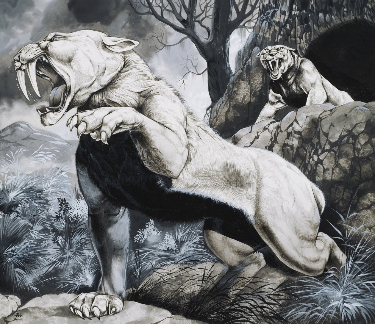 Tigres à dents de sabre (gouache sur papier) - Richard Hook