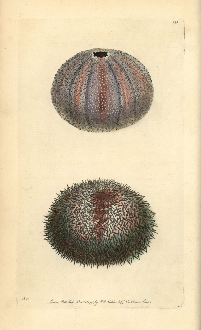 Oursin comestible, Echinus esculentus, de 