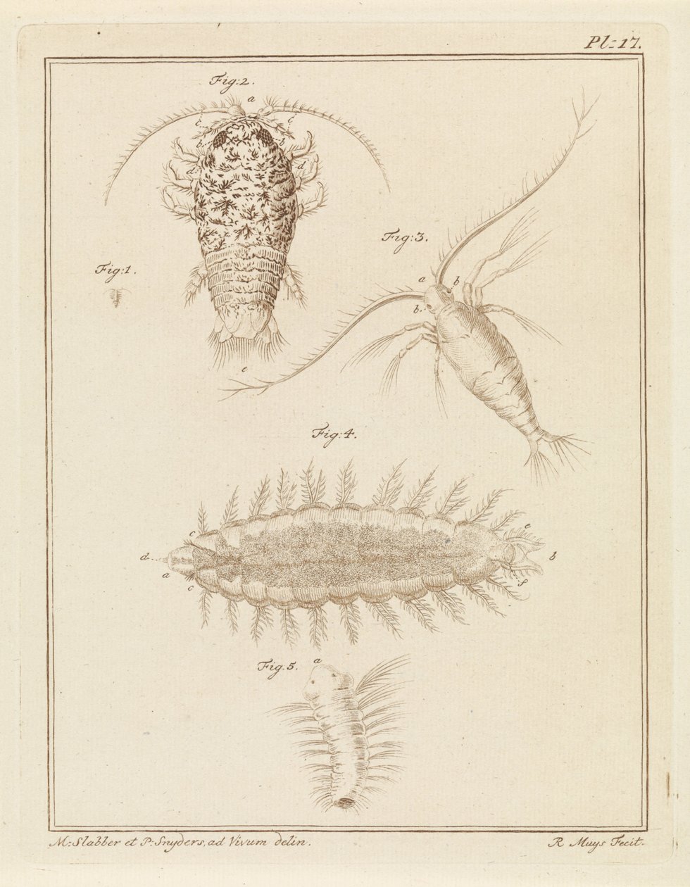 Cloporte agate, copépode et ver brosse - Robbert Muys