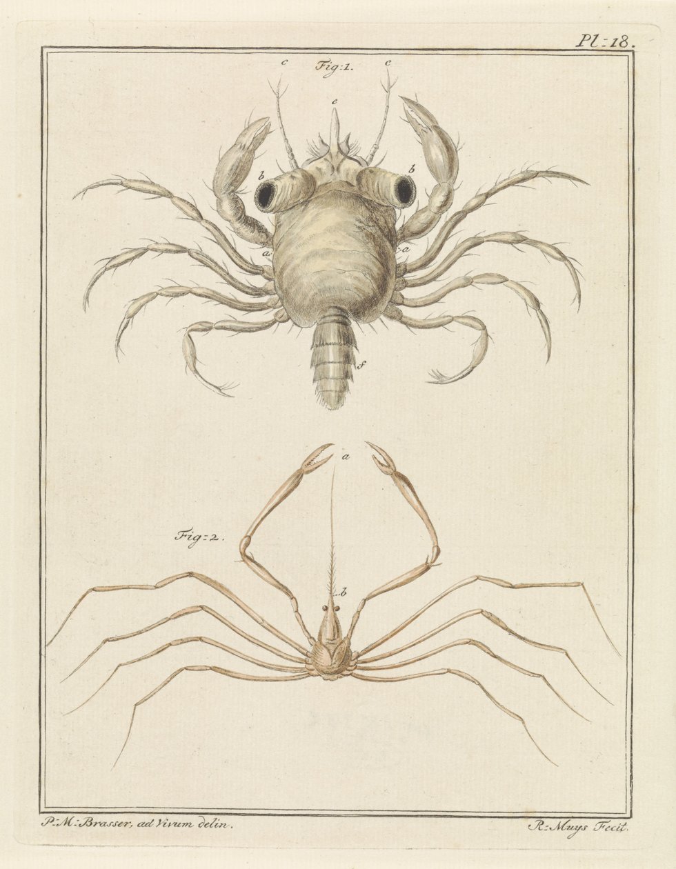 Crabe de plage et une espèce de crabe flèche - Robbert Muys