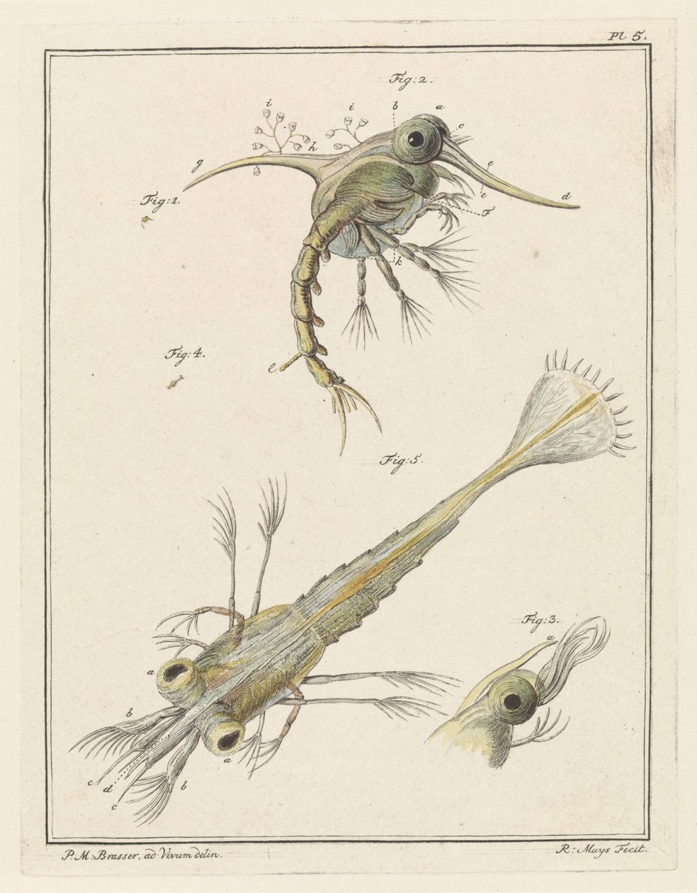 Deux stades de développement de la larve de crabe de plage - Robbert Muys