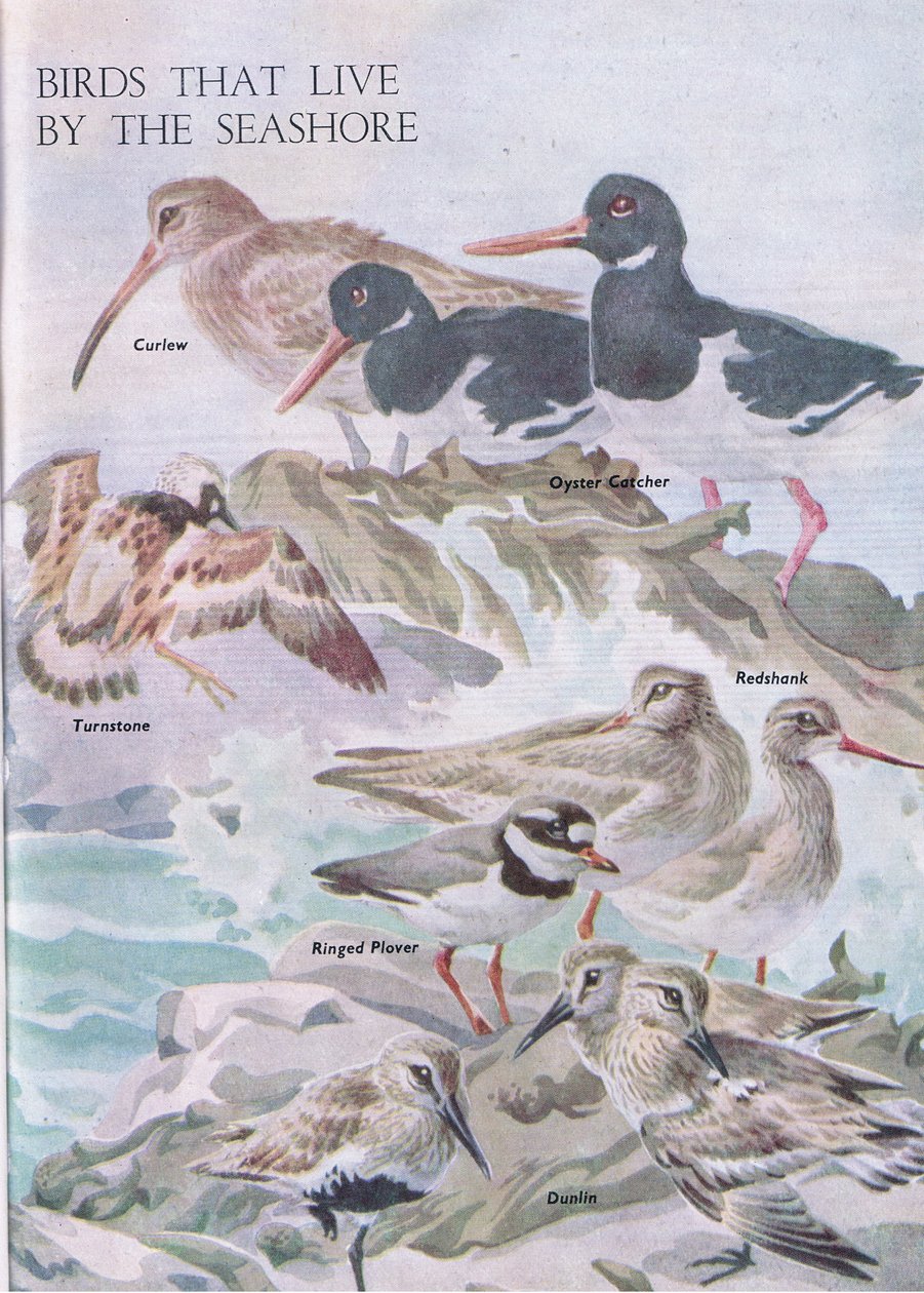 Oiseaux vivant au bord de la mer, illustration de The Childrens Nature Book publié par Odhams, 1958 - Robert George Talbot Kelly