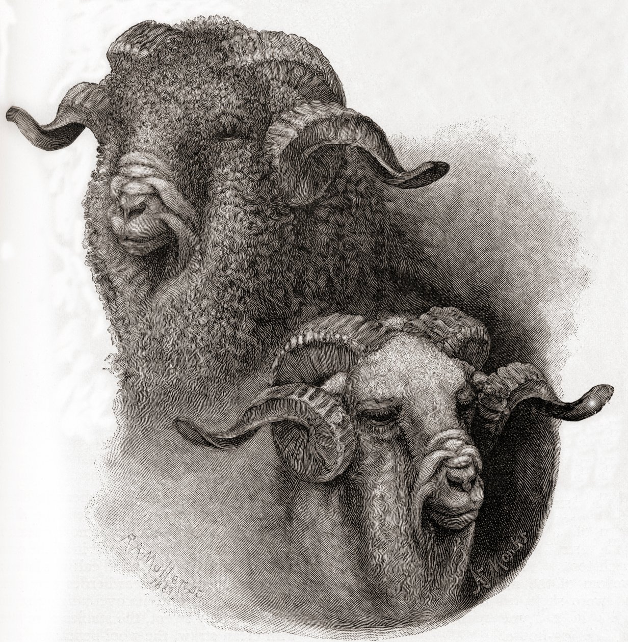 Tête de bélier mérinos comparée avant et après la tonte, tiré de The Century Illustrated Monthly Magazine, publié en 1884 - Robert Antoine Muller