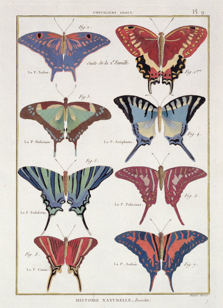 Papillons de 