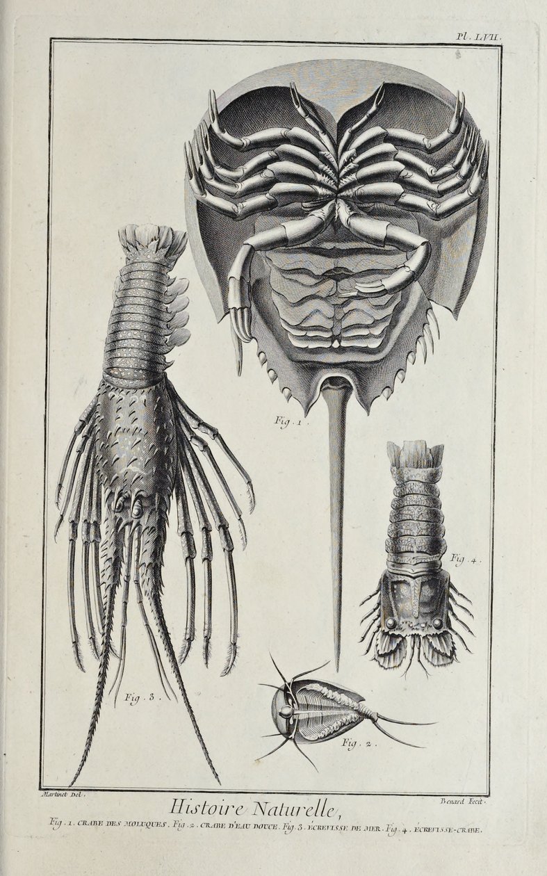 Crustacés, illustration de 
