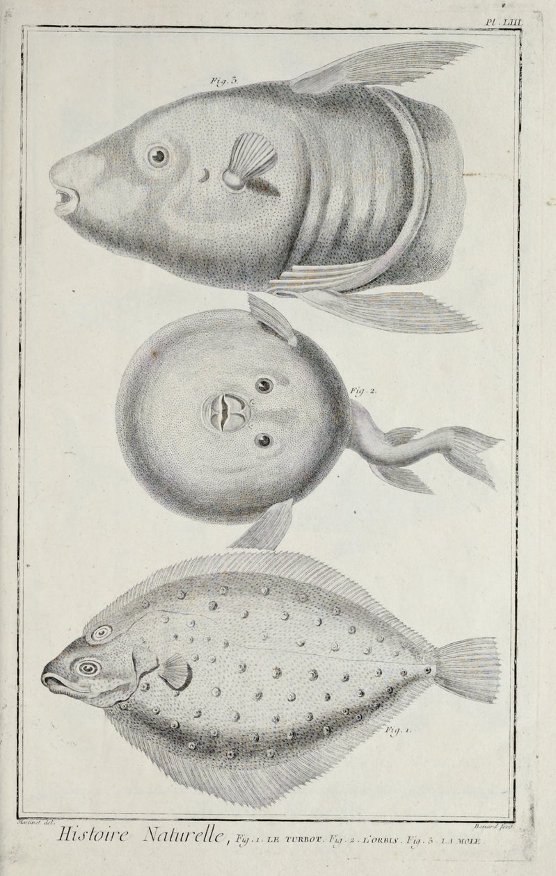 Illustration du 