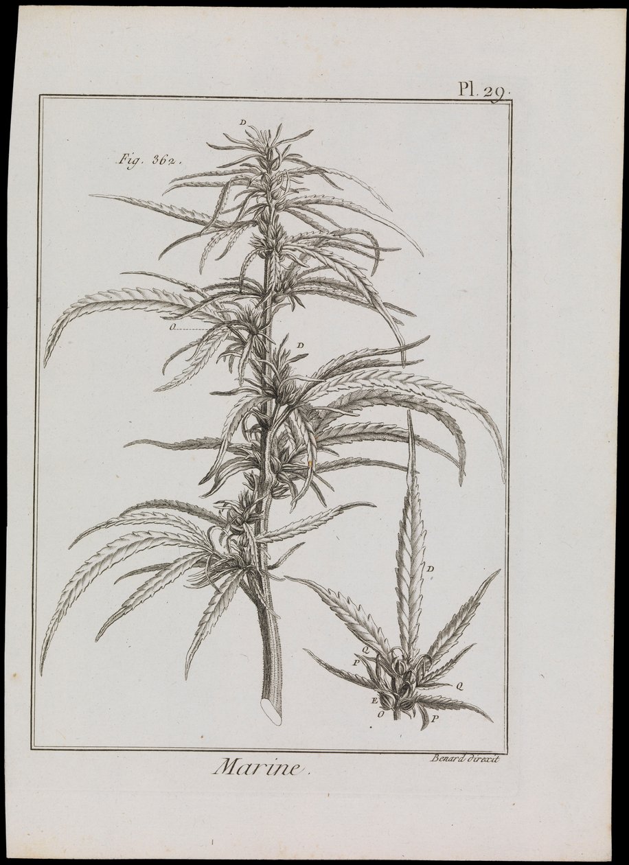 Diagramme marin de fleurs, c.1810 - Robert Benard