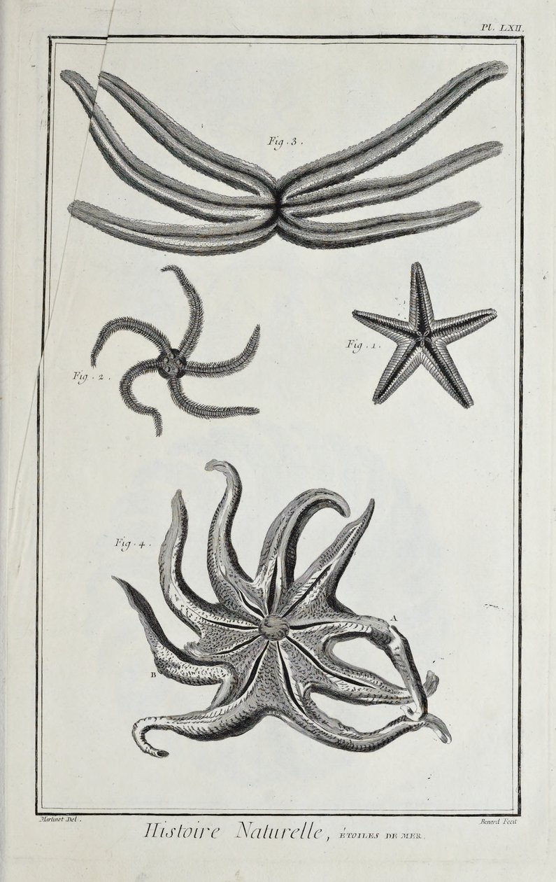 Étoiles de mer, illustration du 