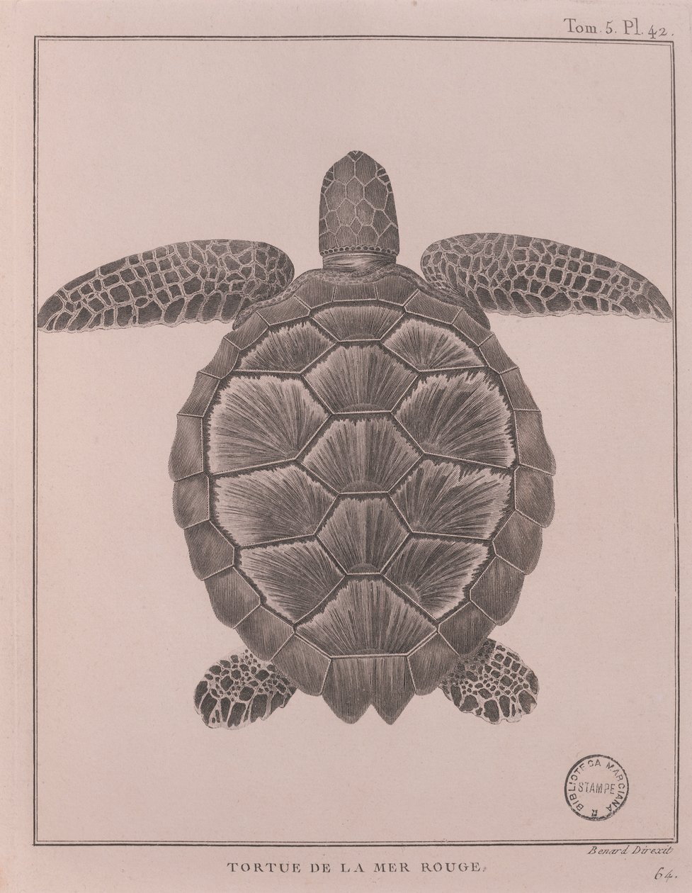 Tortue de la mer Rouge, illustration de 