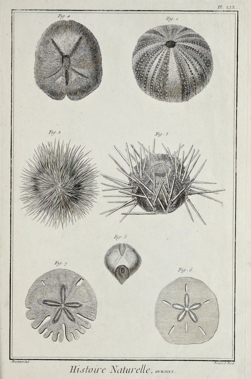 Hérissons, illustration de 