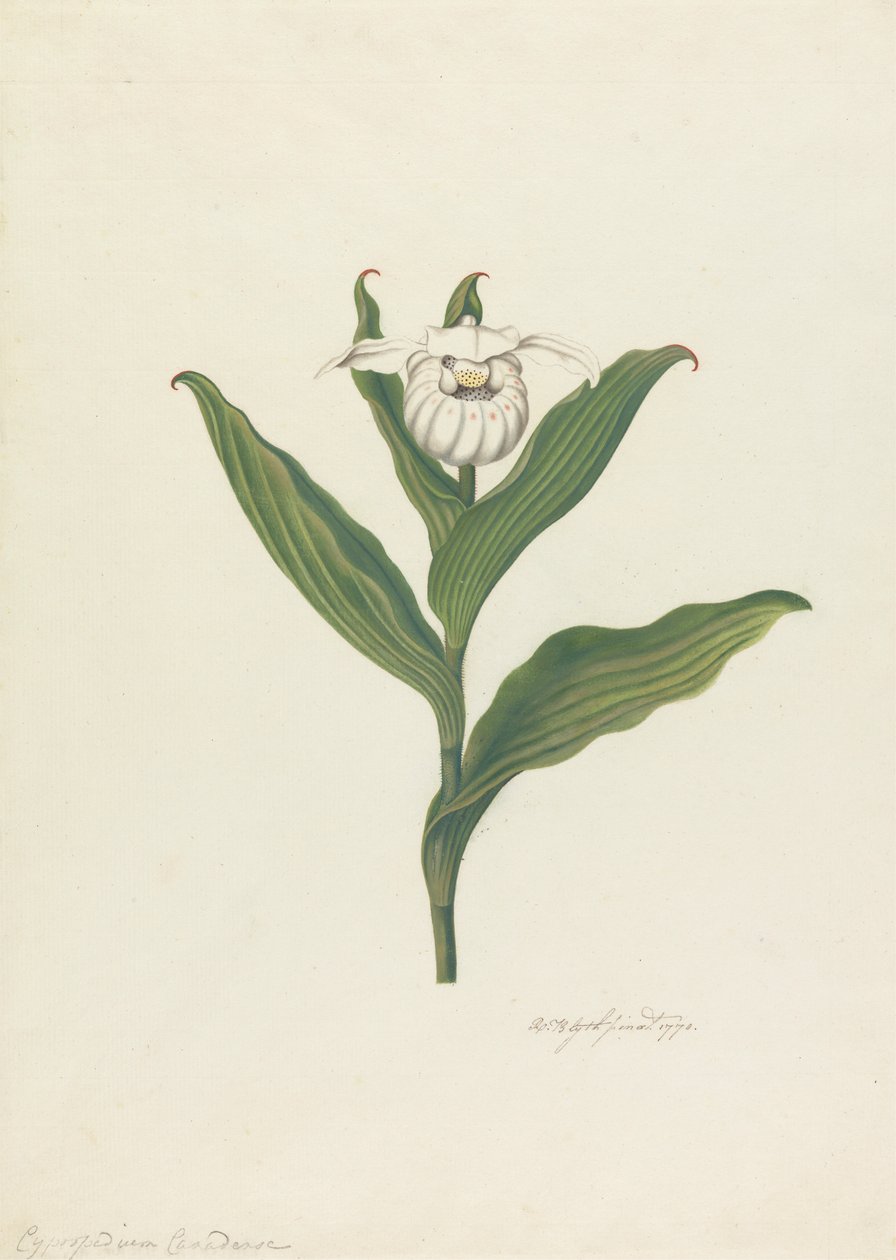 Sabot de la Vierge (Cypripedium Canadense, Calceolus Maria) - Robert Blyth