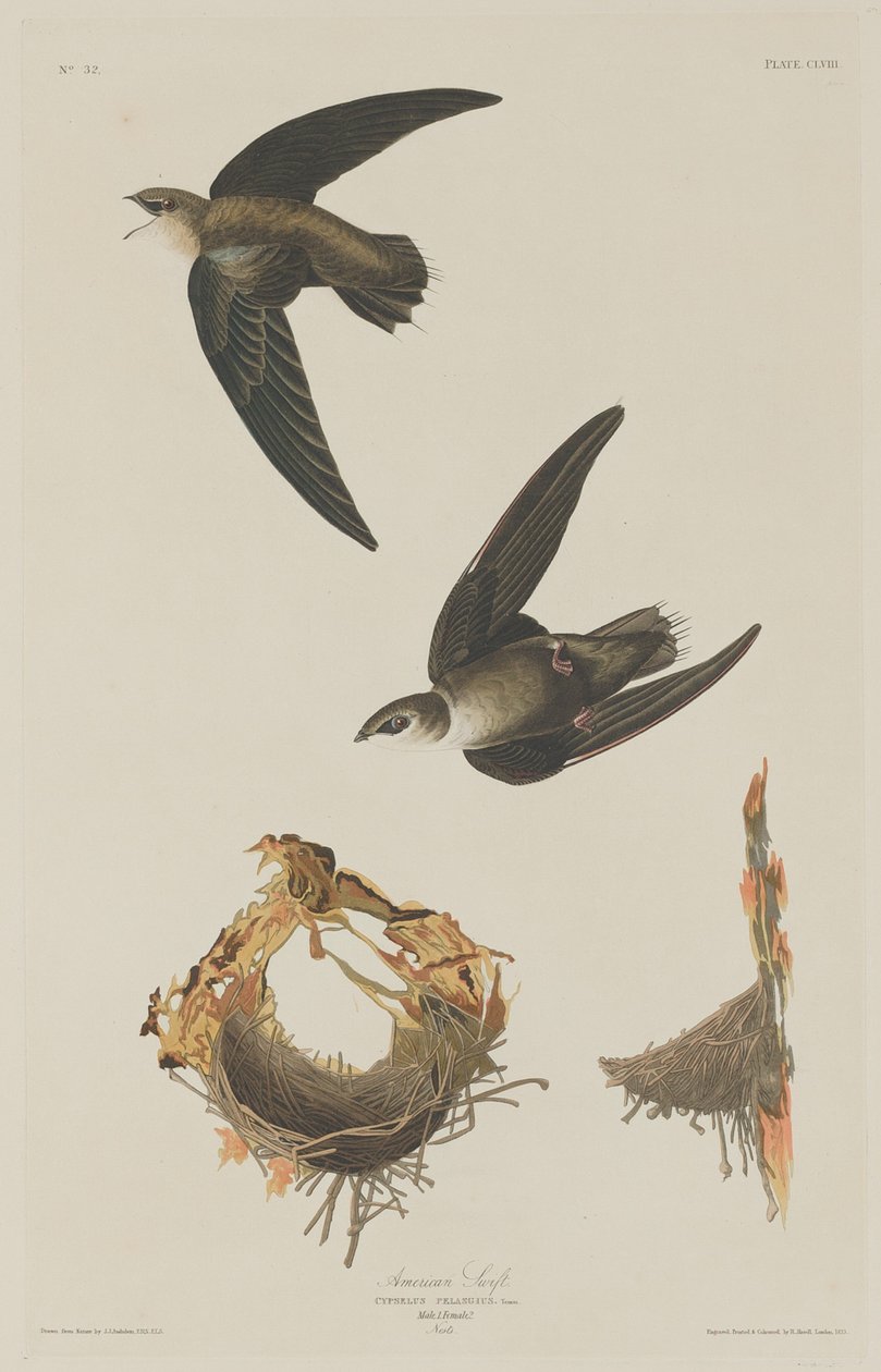 Martinet Américain, 1833 - Robert Havell