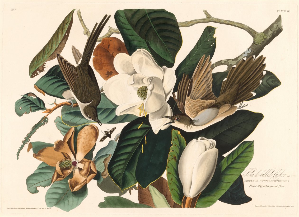 Coulicou à bec noir, 1828 - Robert Havell