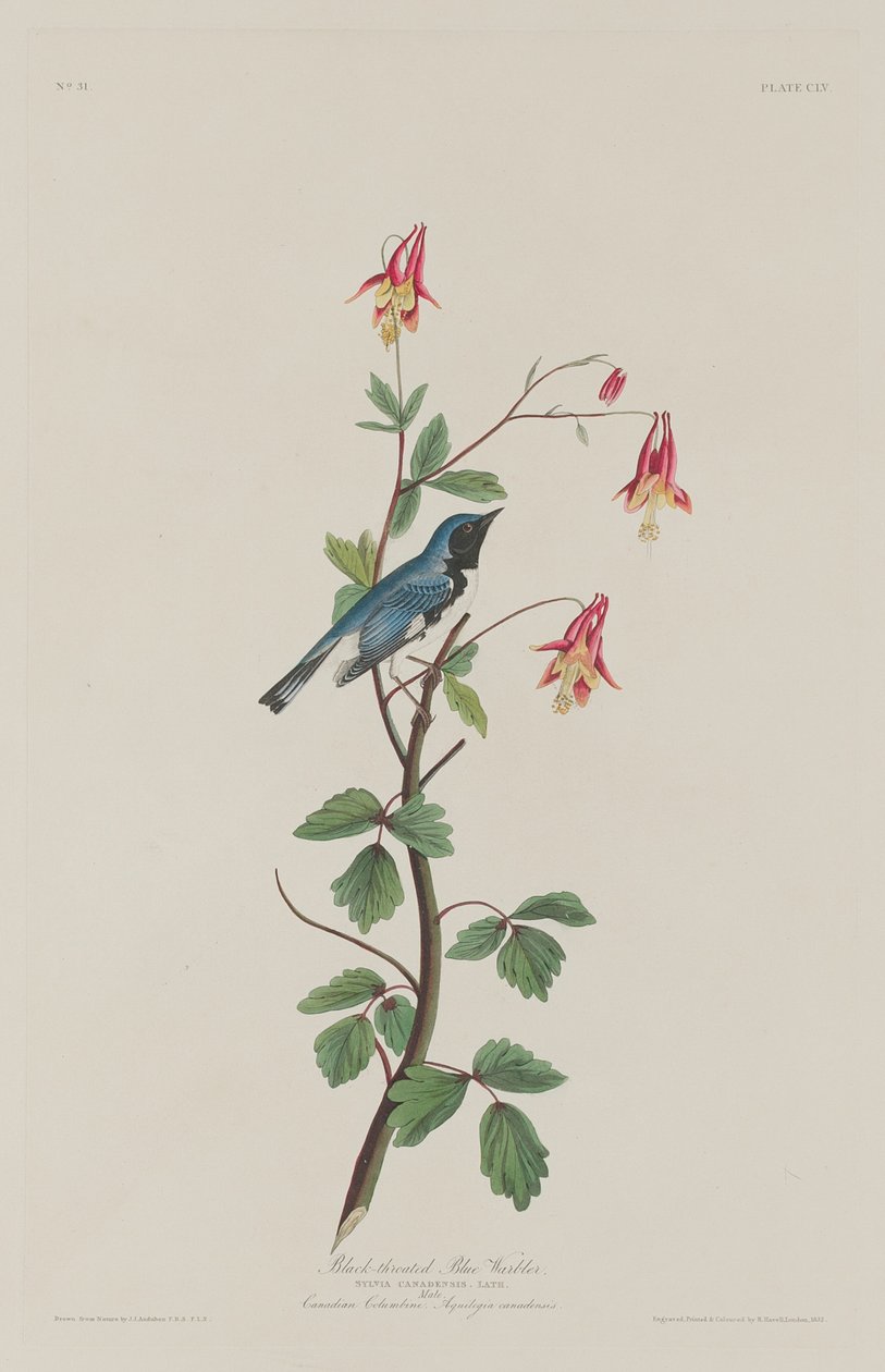 Paruline bleue à gorge noire, 1832 - Robert Havell
