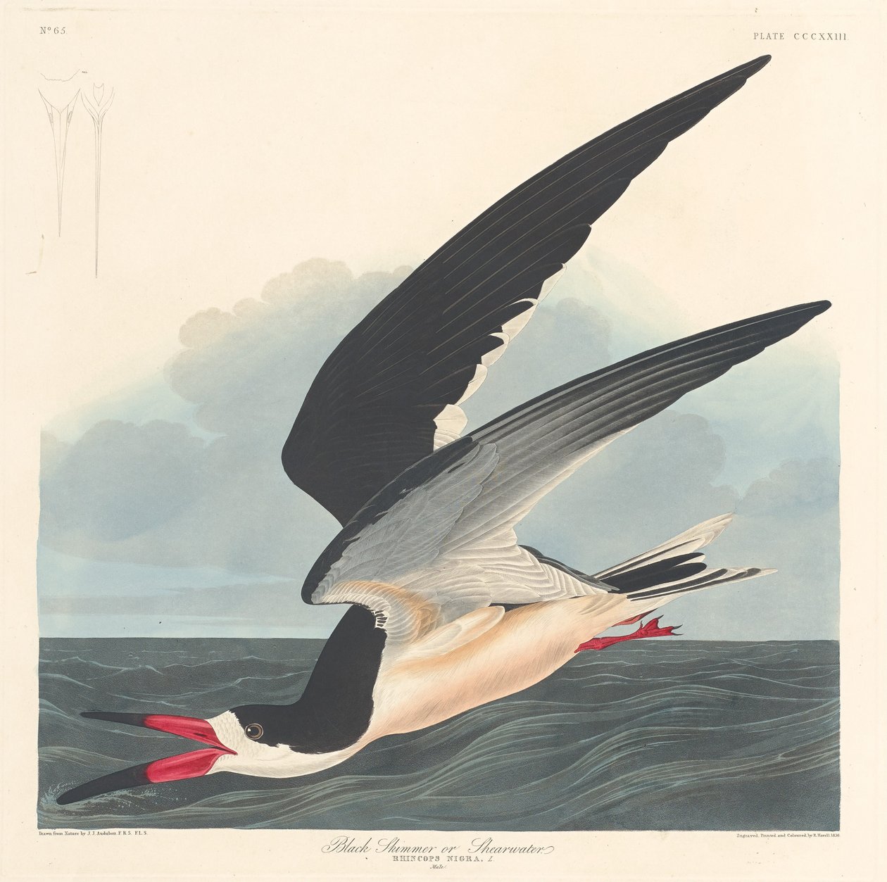 Bec-en-ciseaux noir, 1836 - Robert Havell