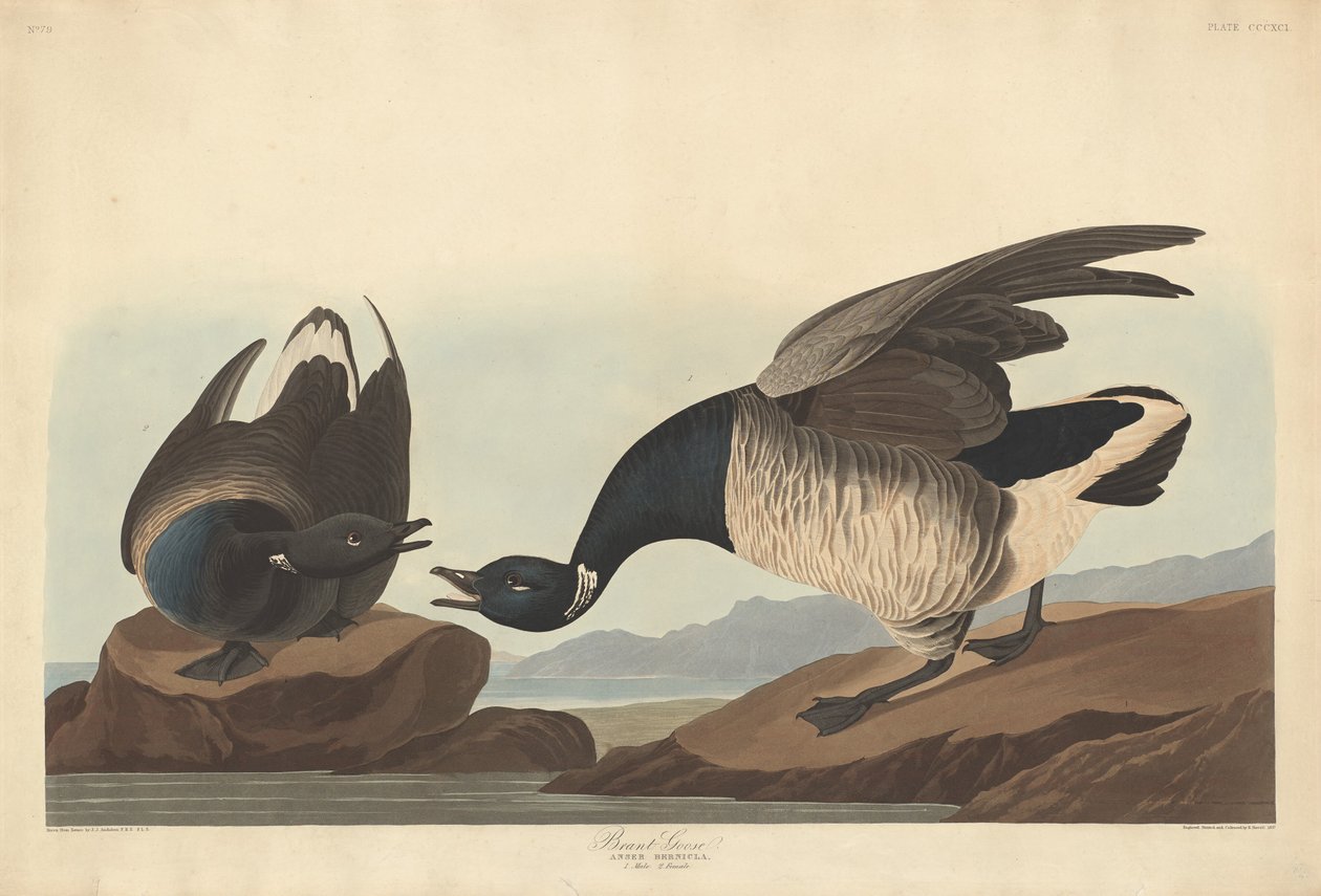 Bernache cravant - Robert Havell