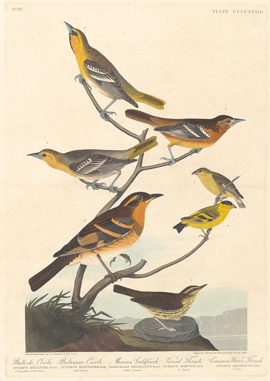 Oriole de Bullock, Oriole de Baltimore, Chardonneret mexicain et Grive variée, 1838 - Robert Havell