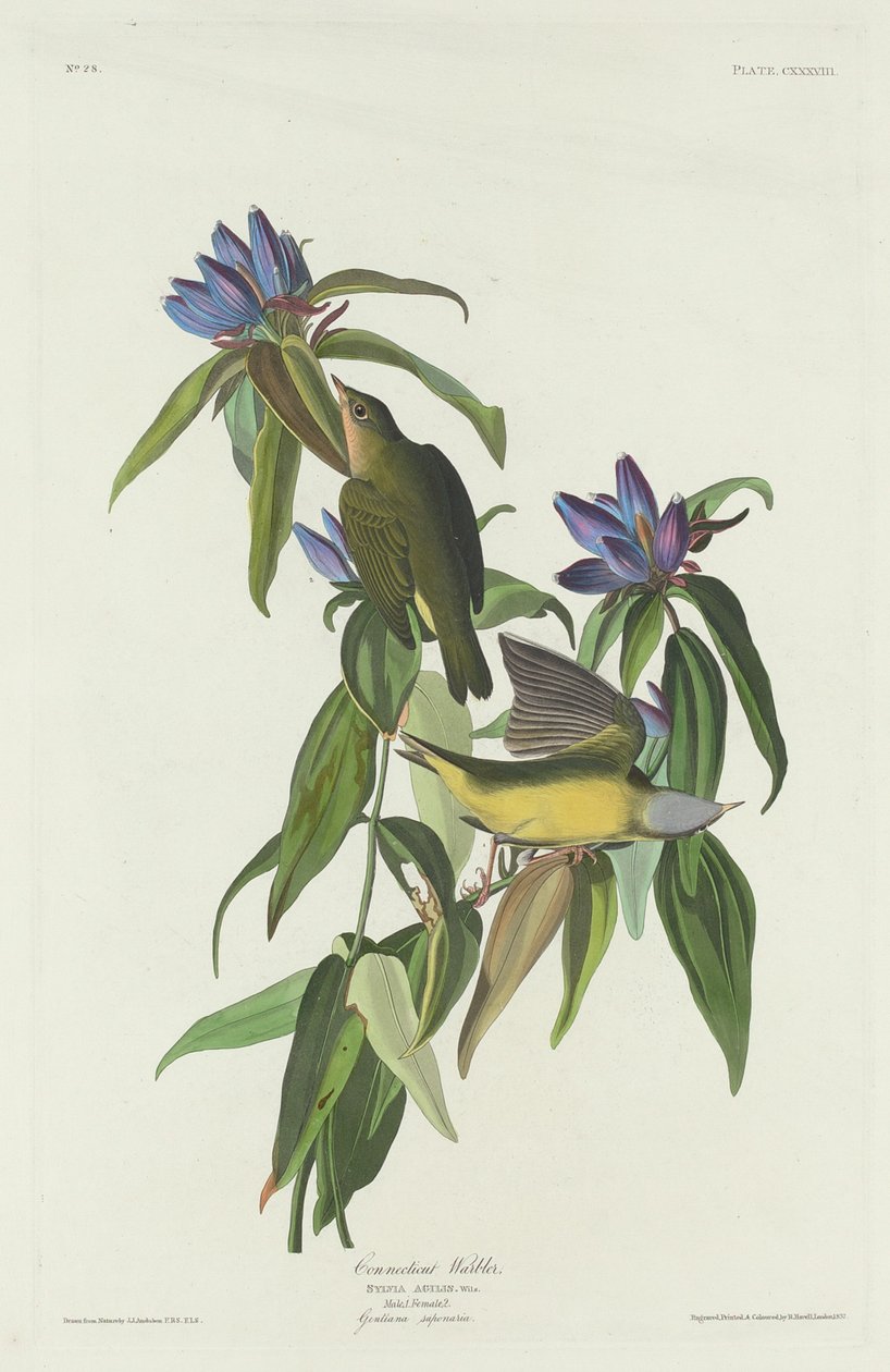 Paruline du Connecticut, 1832 - Robert Havell