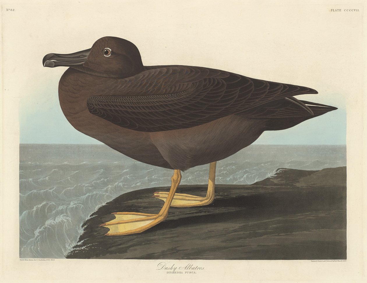 Albatros sombre, 1838 - Robert Havell