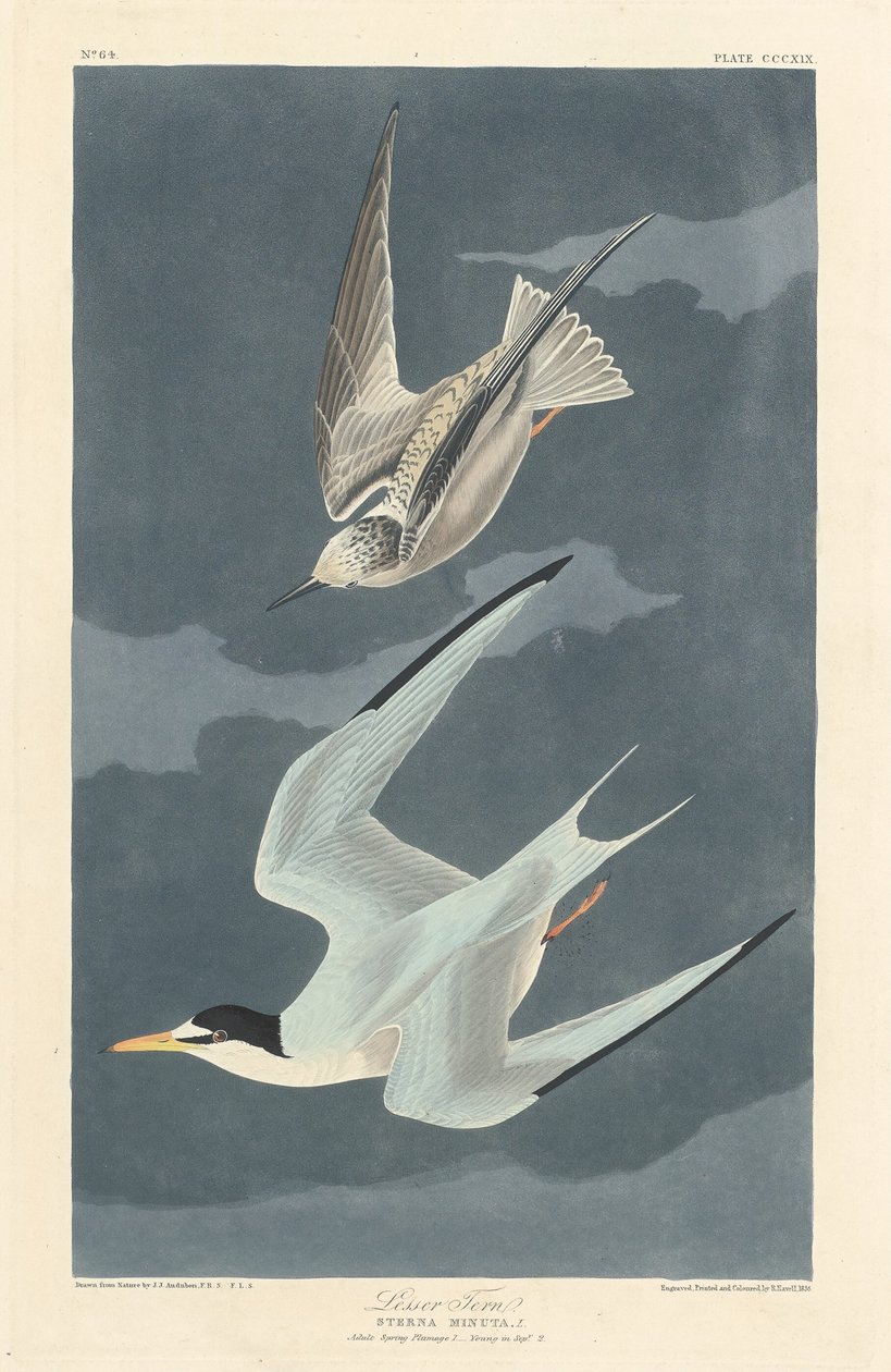 Sterne naine, 1836 - Robert Havell