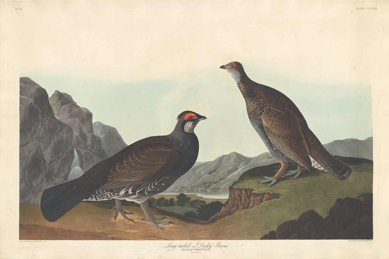 Grand tétras ou Tétras sombre, 1837 - Robert Havell