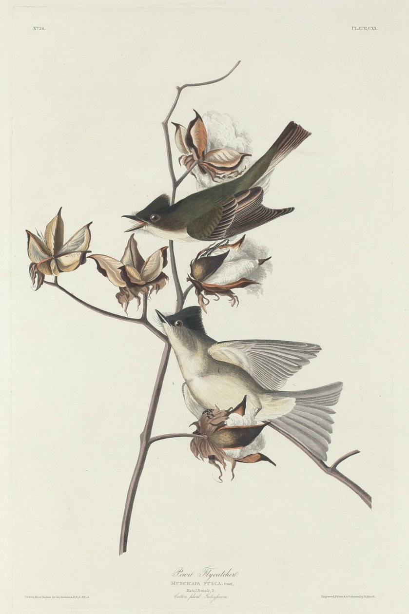 Gobemouche Pewit - Robert Havell