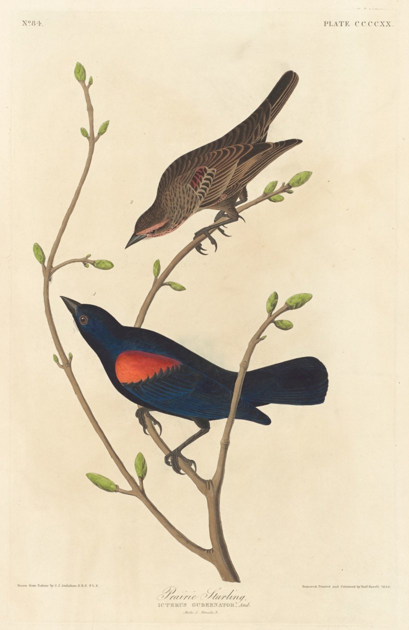 Étourneau des Prairies, 1838 - Robert Havell