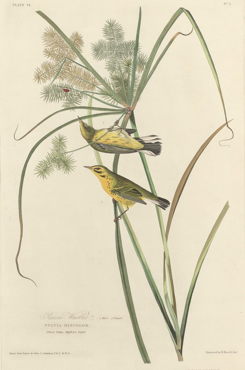 Paruline des prairies, 1827 - Robert Havell