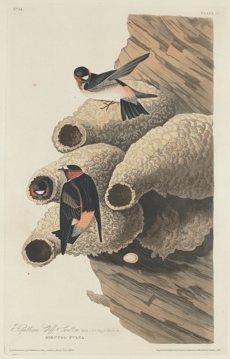 Hirondelle Républicaine, 1829 - Robert Havell