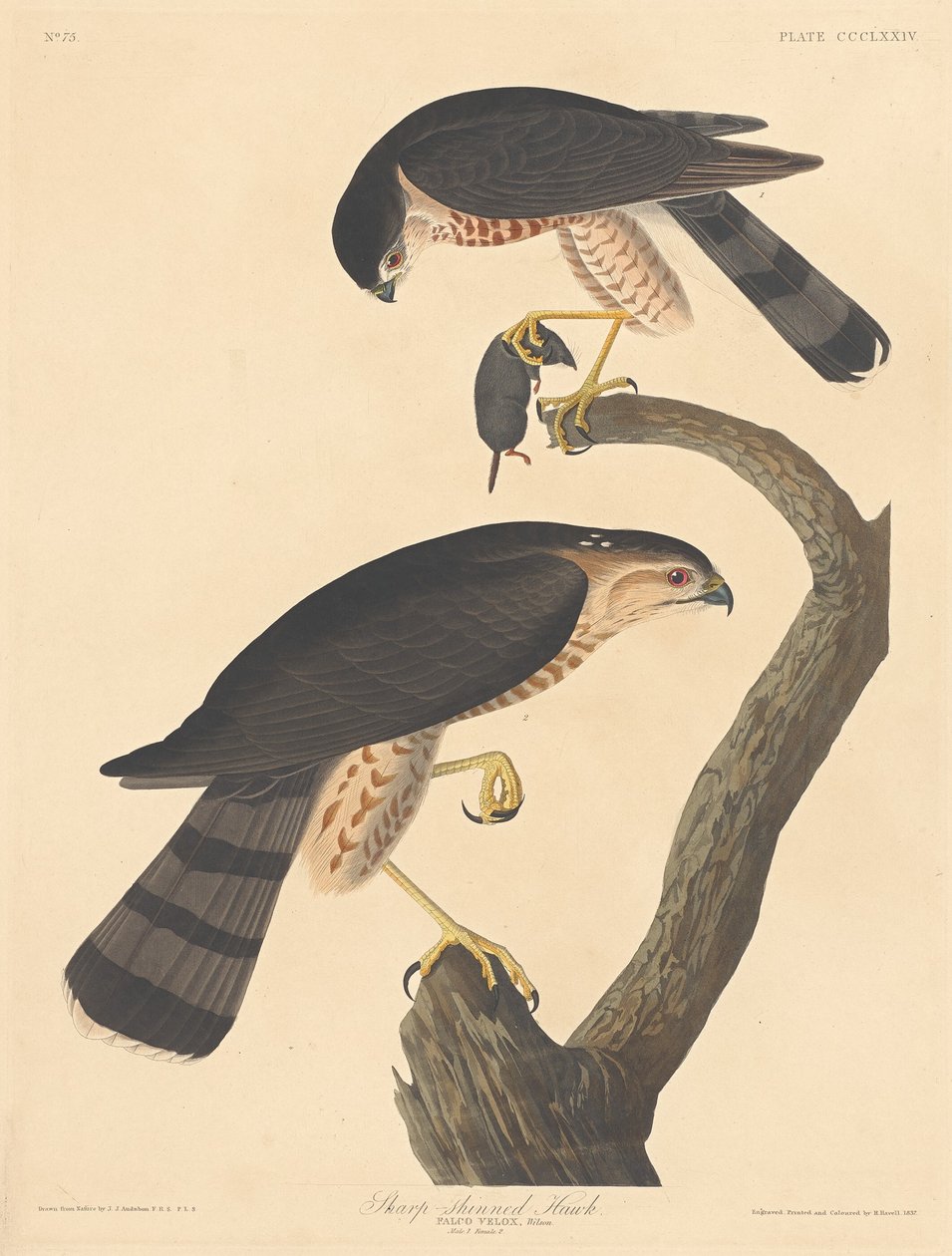 Épervier brun, 1837 - Robert Havell