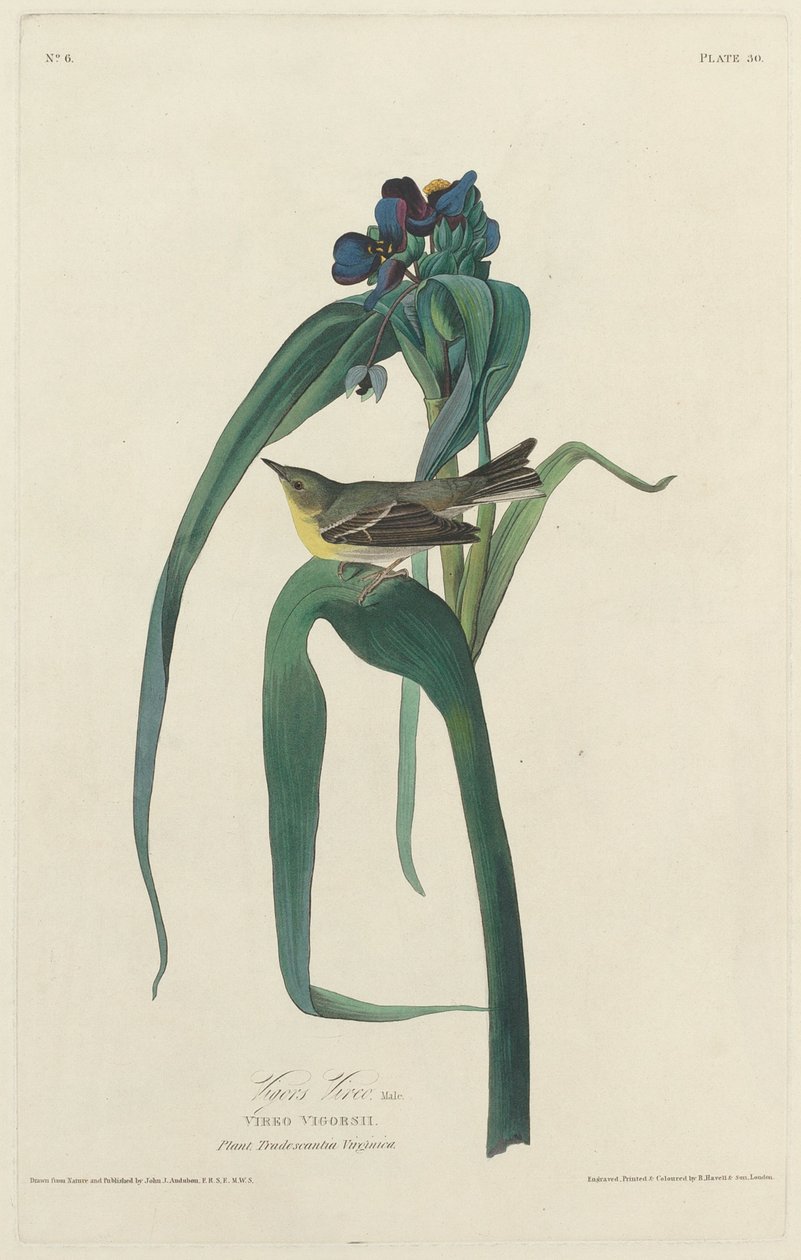 Viréo de Vigors, 1828 - Robert Havell