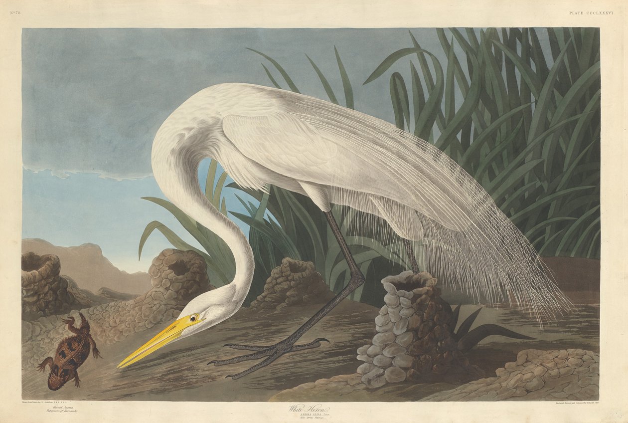Héron Blanc, 1837 - Robert Havell