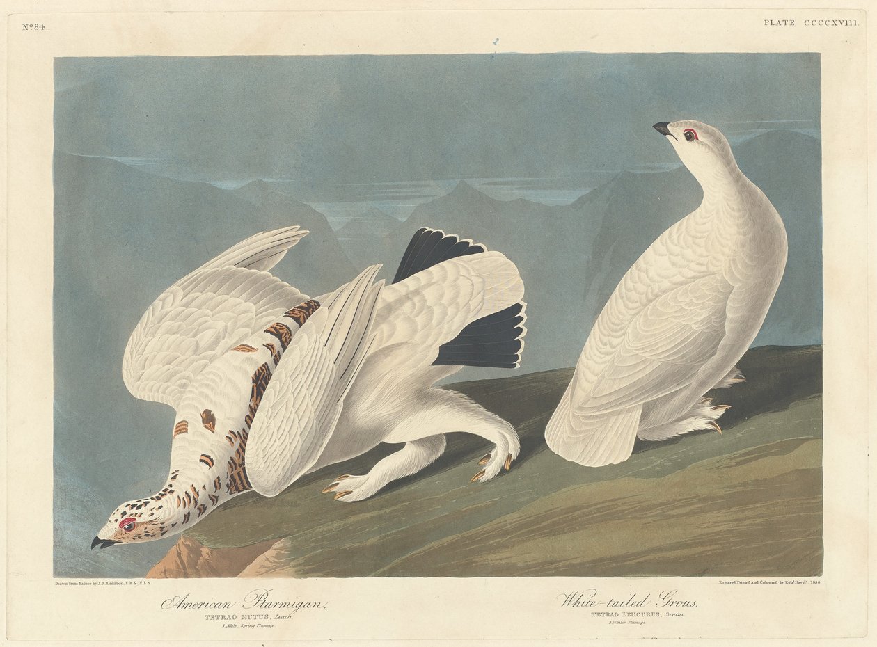 Lagopède américain et tétras à queue blanche - Robert Havell after John James Audubon