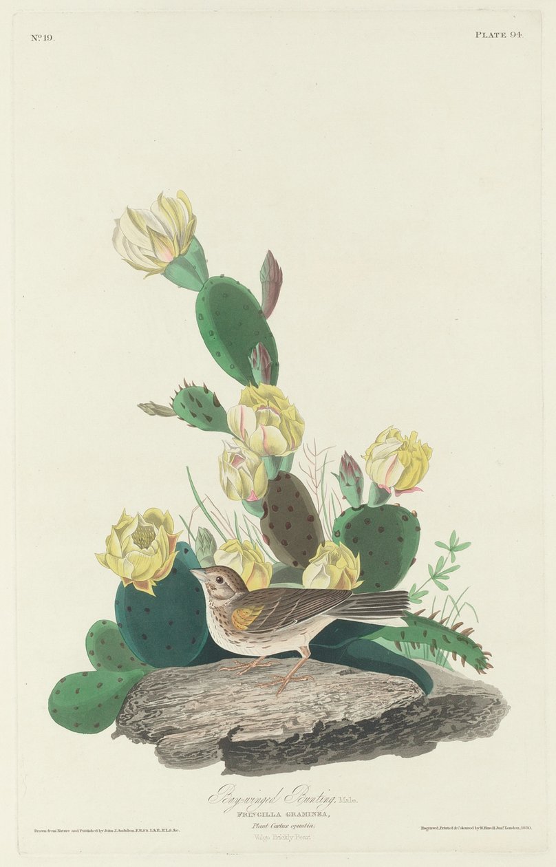 Bruant à ailes bay - Robert Havell after John James Audubon