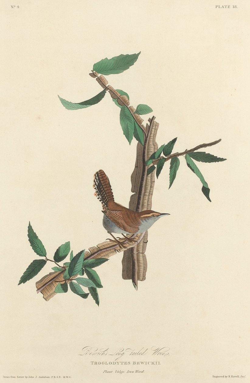 Troglodyte à longue queue de Bewick - Robert Havell after John James Audubon