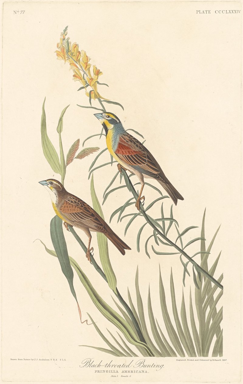 Bruant à gorge noire - Robert Havell after John James Audubon