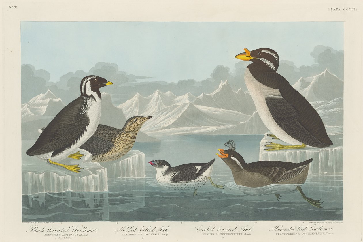 Guillemot à gorge noire, Pingouin à bec en massue, Pingouin à crête bouclée et Guillemot à bec cornu - Robert Havell after John James Audubon
