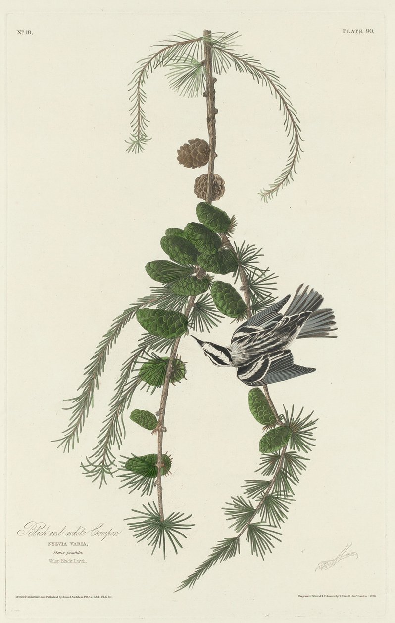 Grimpereau Noir et Blanc - Robert Havell after John James Audubon
