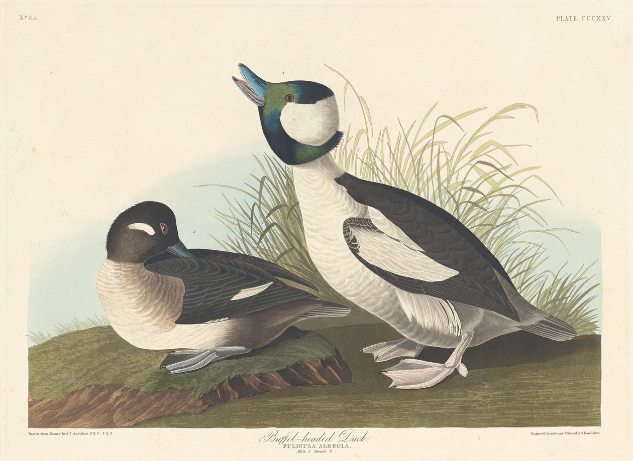 Canard à tête de buffle - Robert Havell after John James Audubon