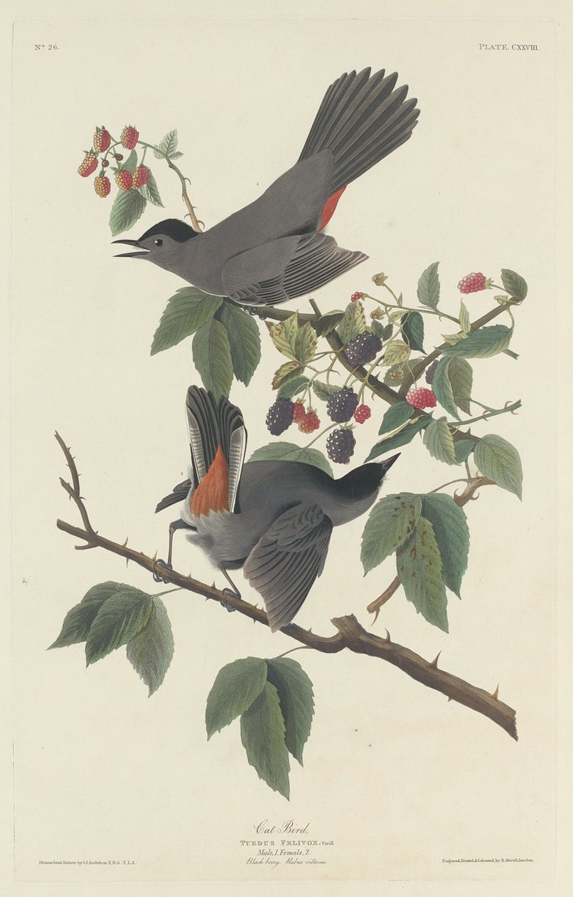 Chat Oiseau - Robert Havell after John James Audubon
