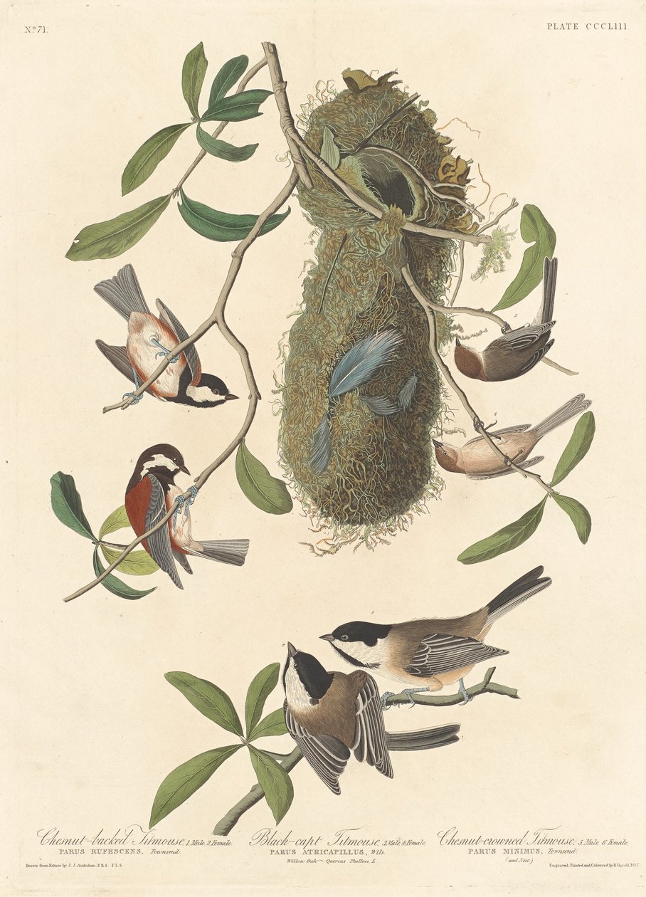 Mésange à dos marron, mésange à tête noire et mésange à couronne marron - Robert Havell after John James Audubon