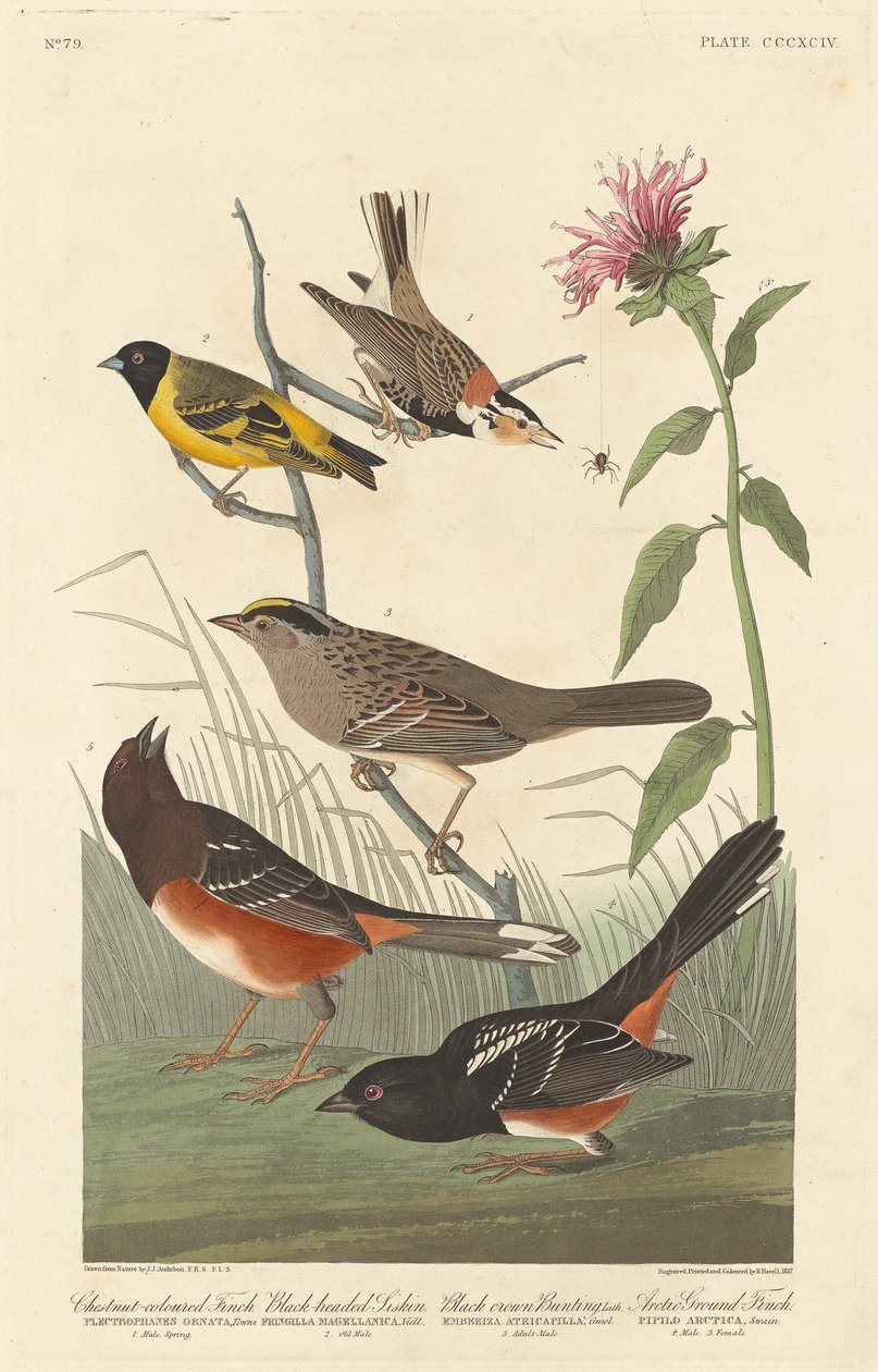 Pinson couleur châtaigne, tarin à tête noire, bruant à couronne noire et pinson arctique - Robert Havell after John James Audubon